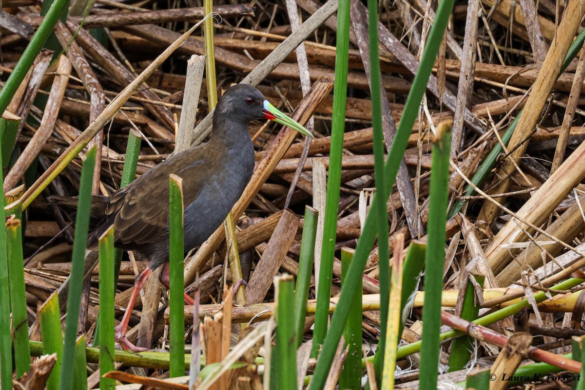 Plumbeous Rail - ML620895381