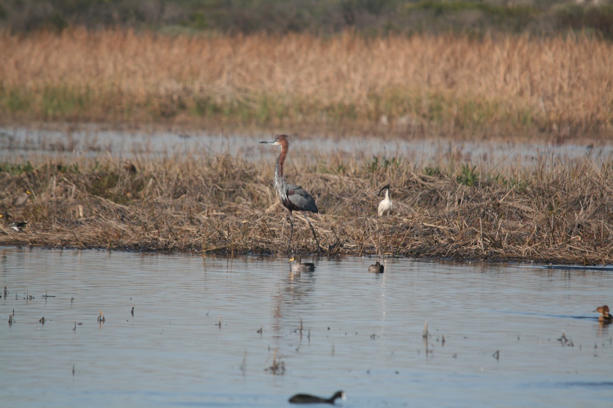 Goliath Heron - ML620895385