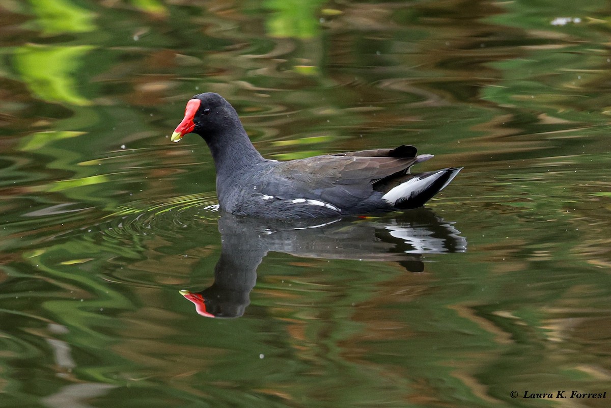 Common Gallinule - ML620895388