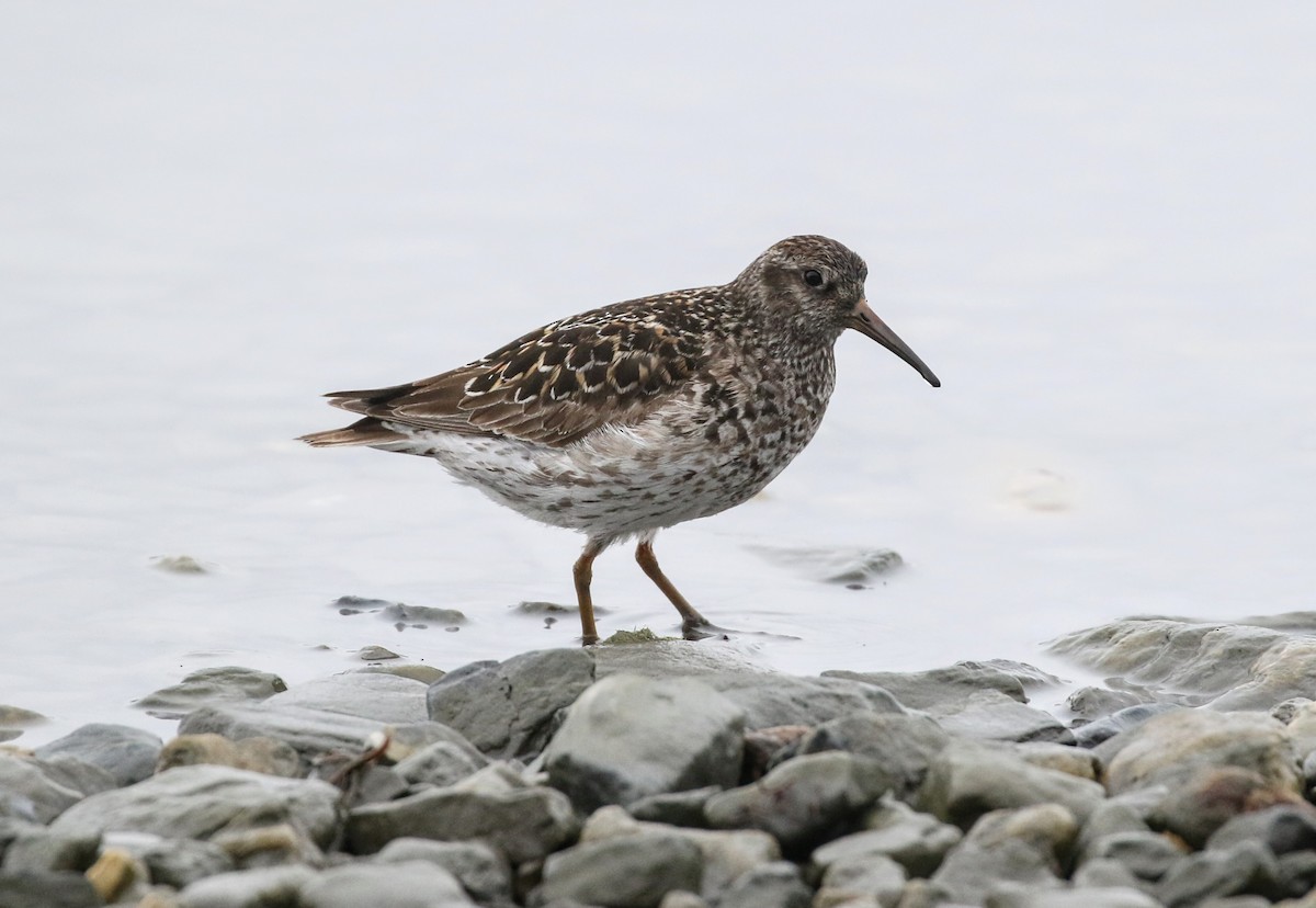 Purple Sandpiper - ML620895391