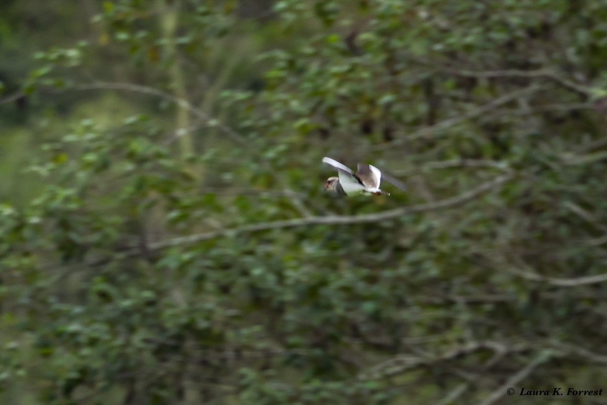 Andean Lapwing - ML620895392