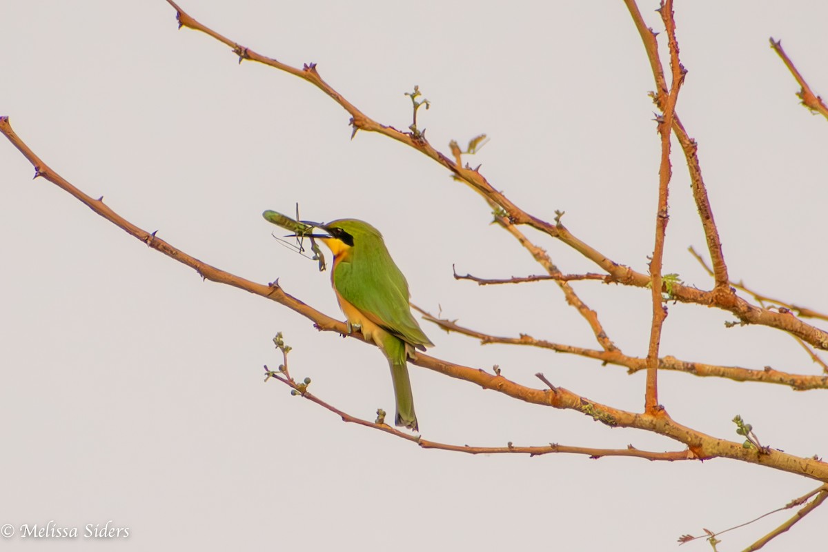 Little Bee-eater - ML620895394