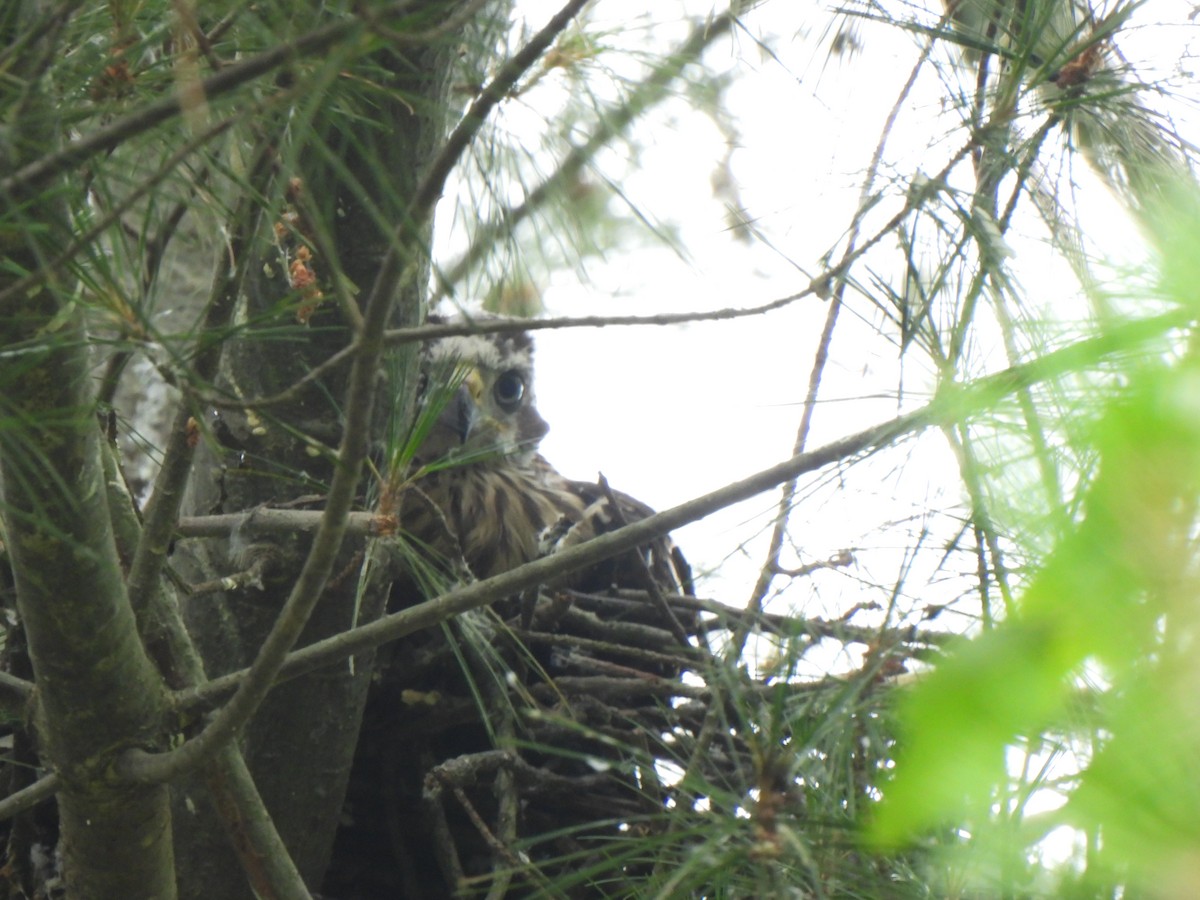 Cooper's Hawk - ML620895395