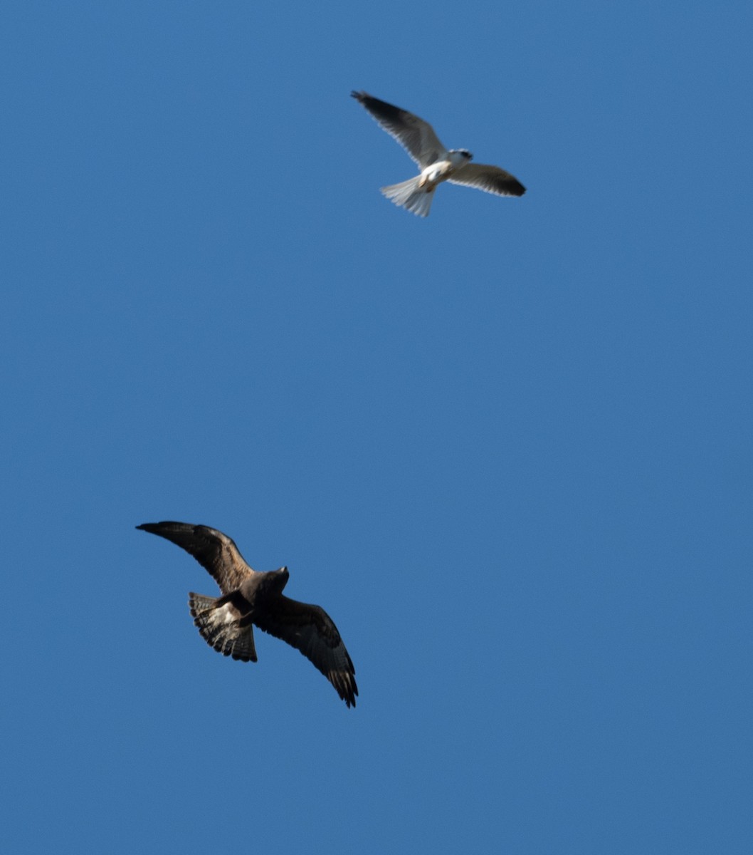 White-tailed Kite - ML620895396