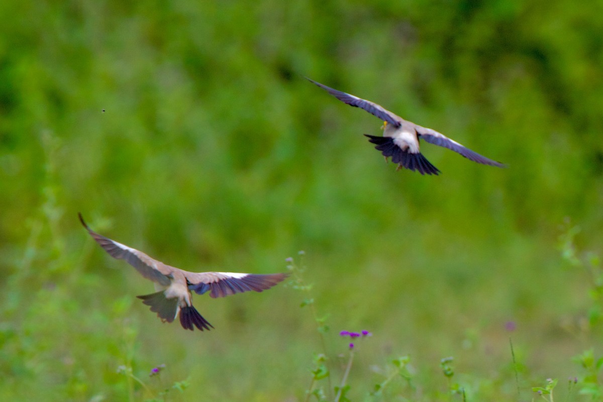 Spur-winged Lapwing - ML620895397