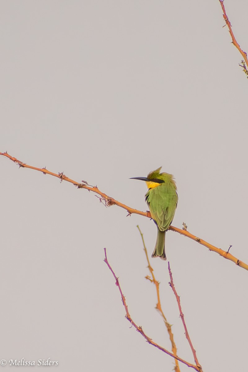 Little Bee-eater - ML620895401