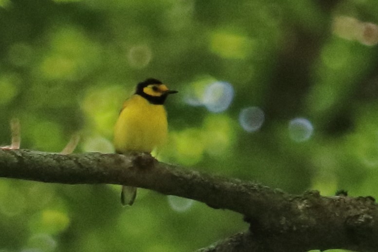 Hooded Warbler - ML620895402