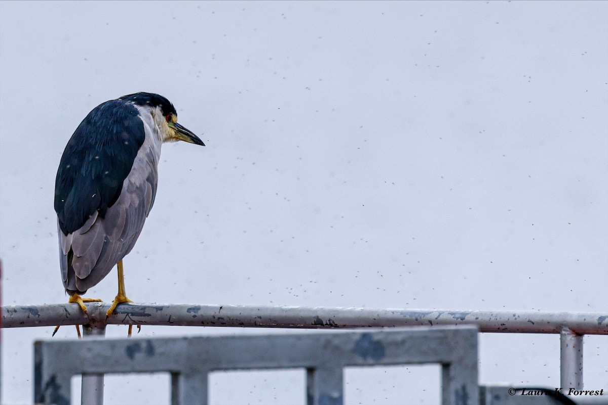 Black-crowned Night Heron - ML620895403