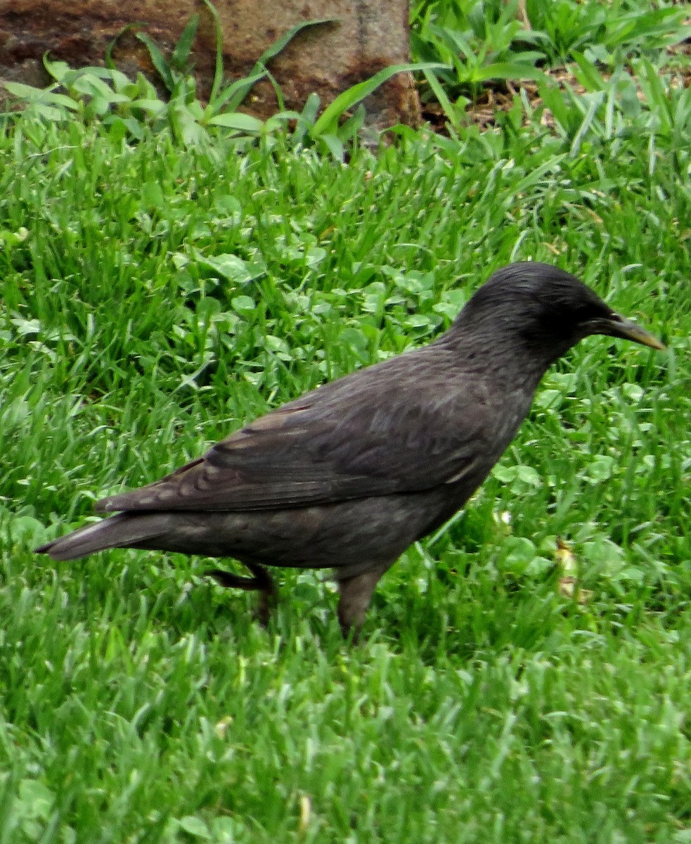 Spotless Starling - ML620895405