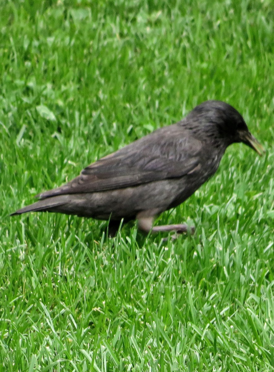 Spotless Starling - ML620895406