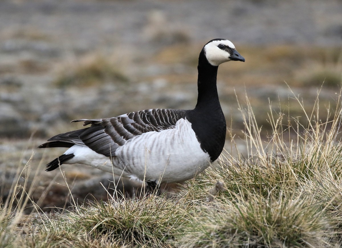 Barnacle Goose - ML620895410