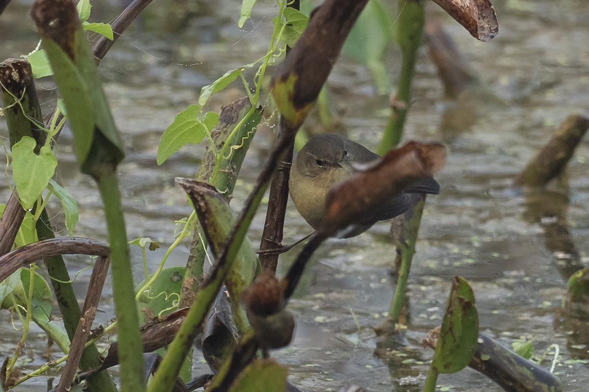 Smoky Warbler - ML620895413