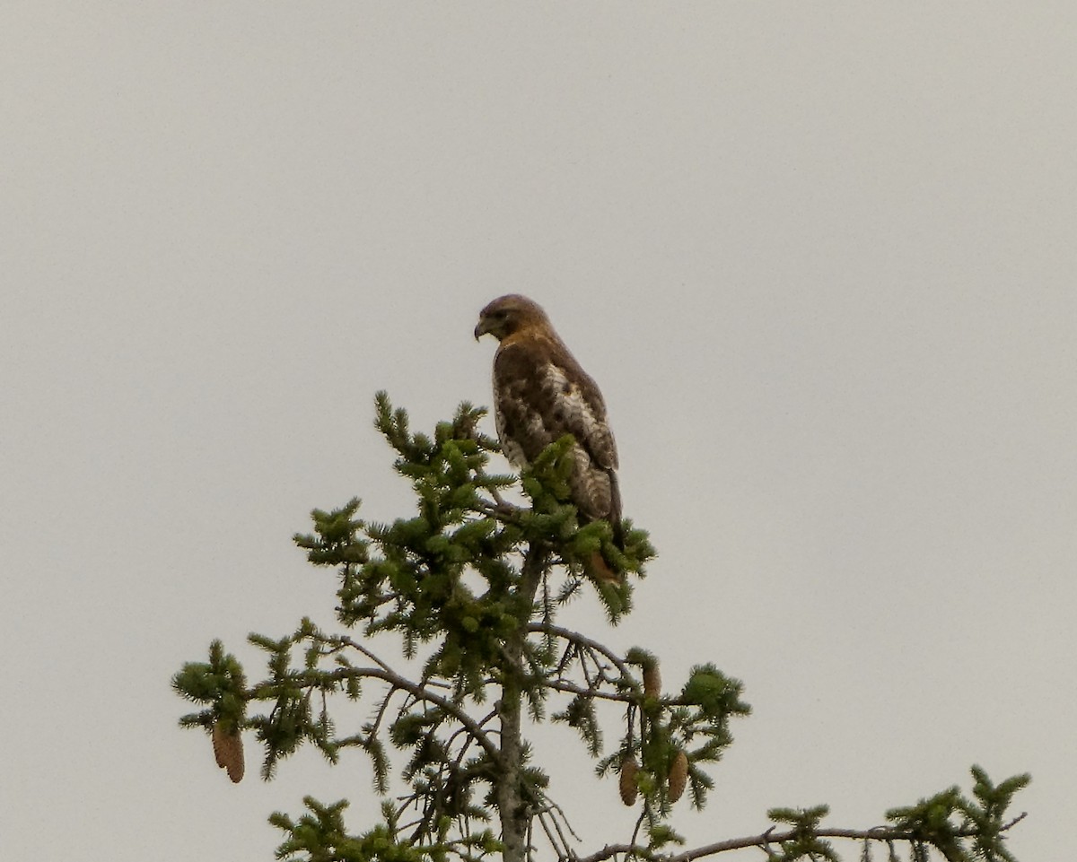 Red-tailed Hawk - ML620895414