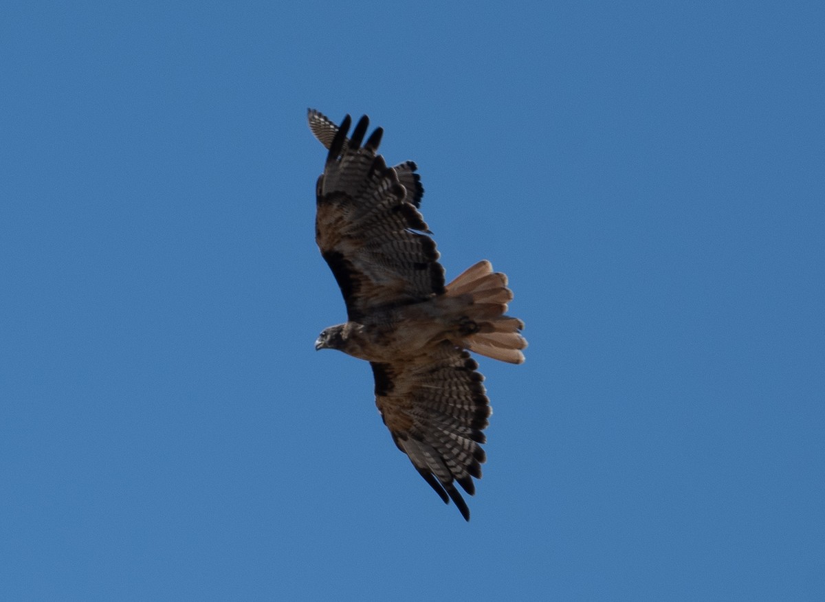 Red-tailed Hawk - ML620895415