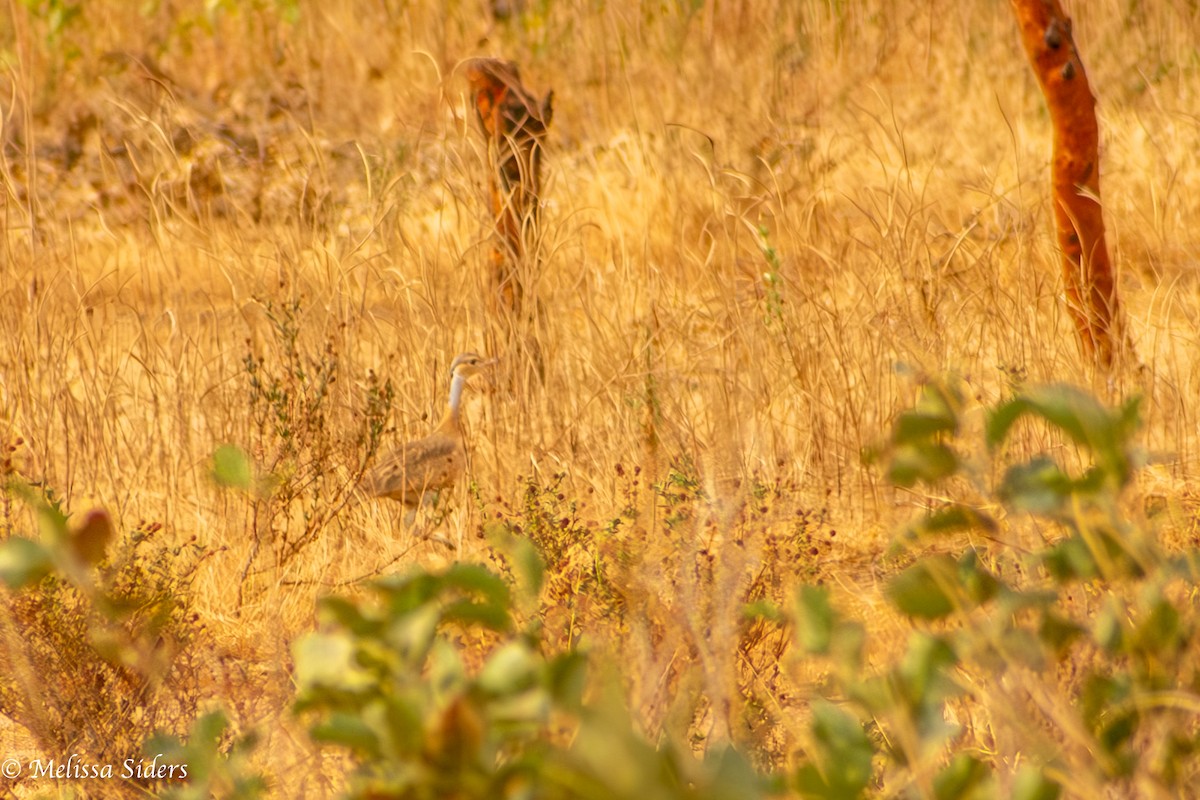 White-bellied Bustard - ML620895417