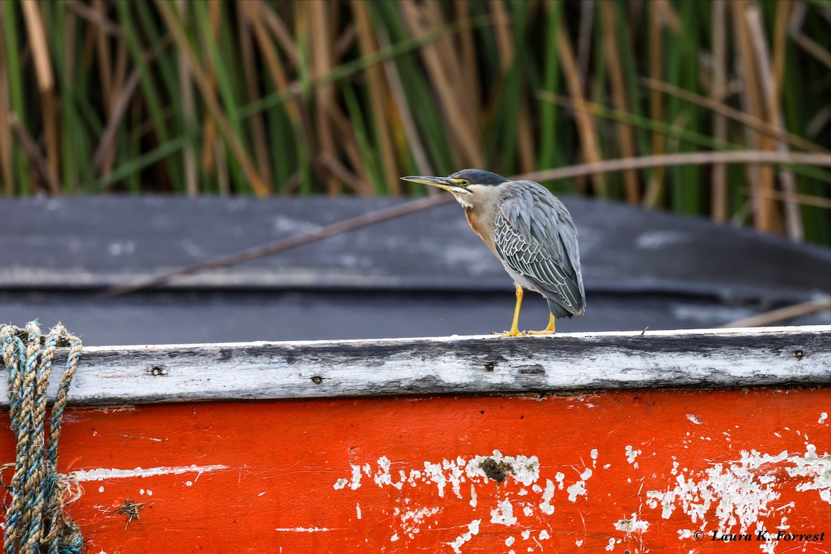 Striated Heron - ML620895424