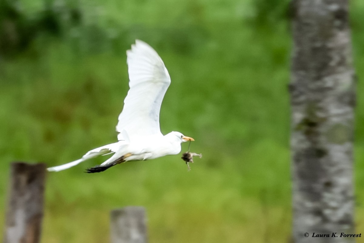 Western Cattle Egret - ML620895431