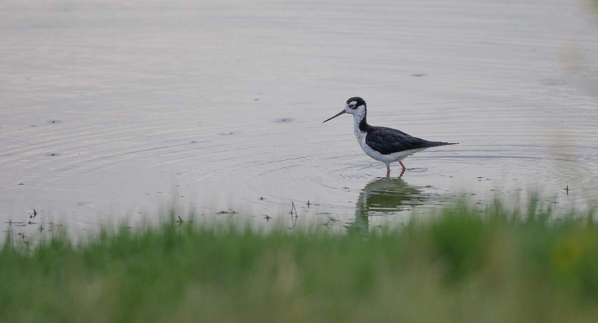 Black-necked Stilt (Black-necked) - ML620895434