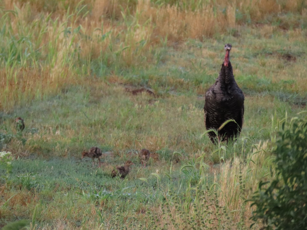 Wild Turkey - ML620895436