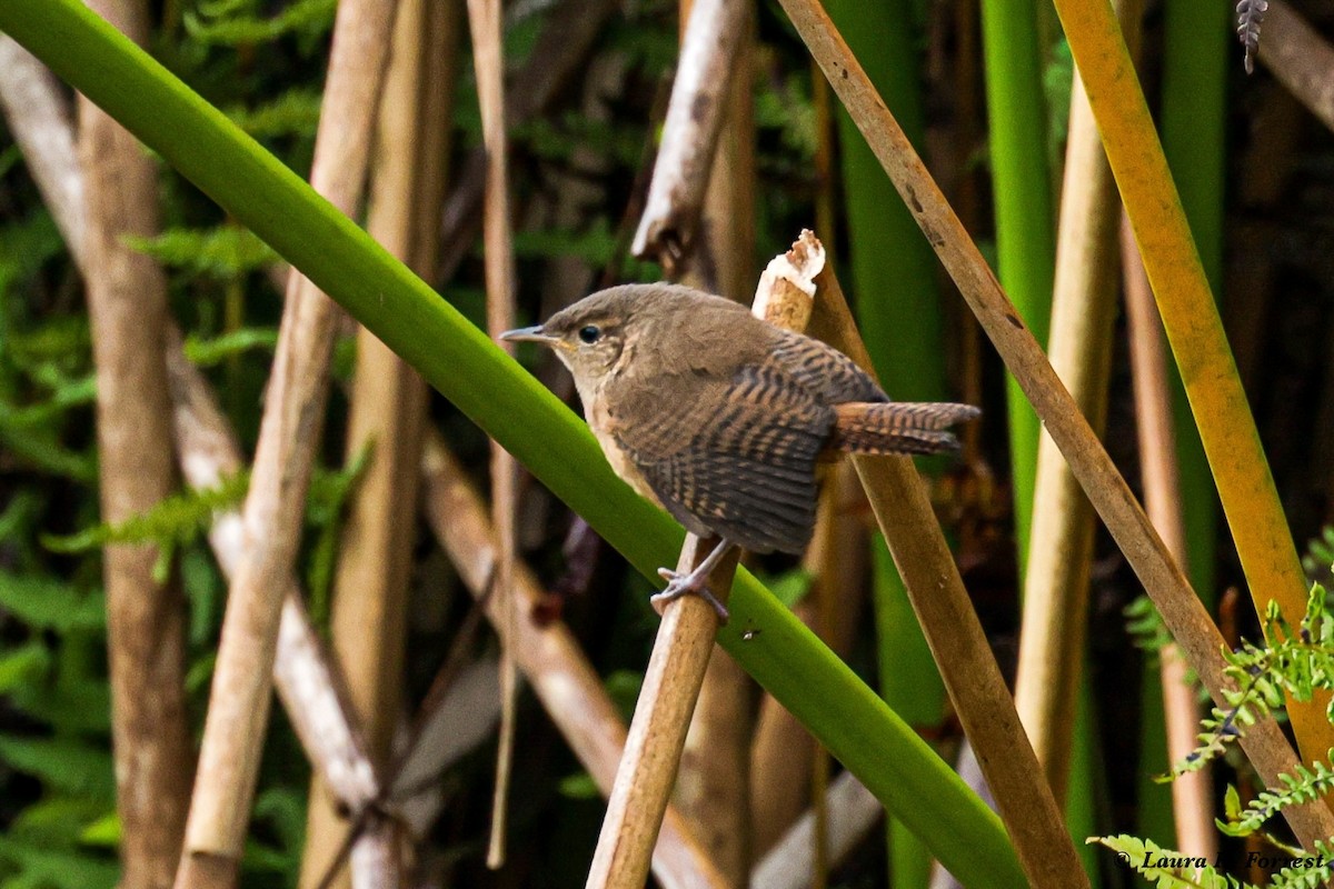 House Wren - ML620895441