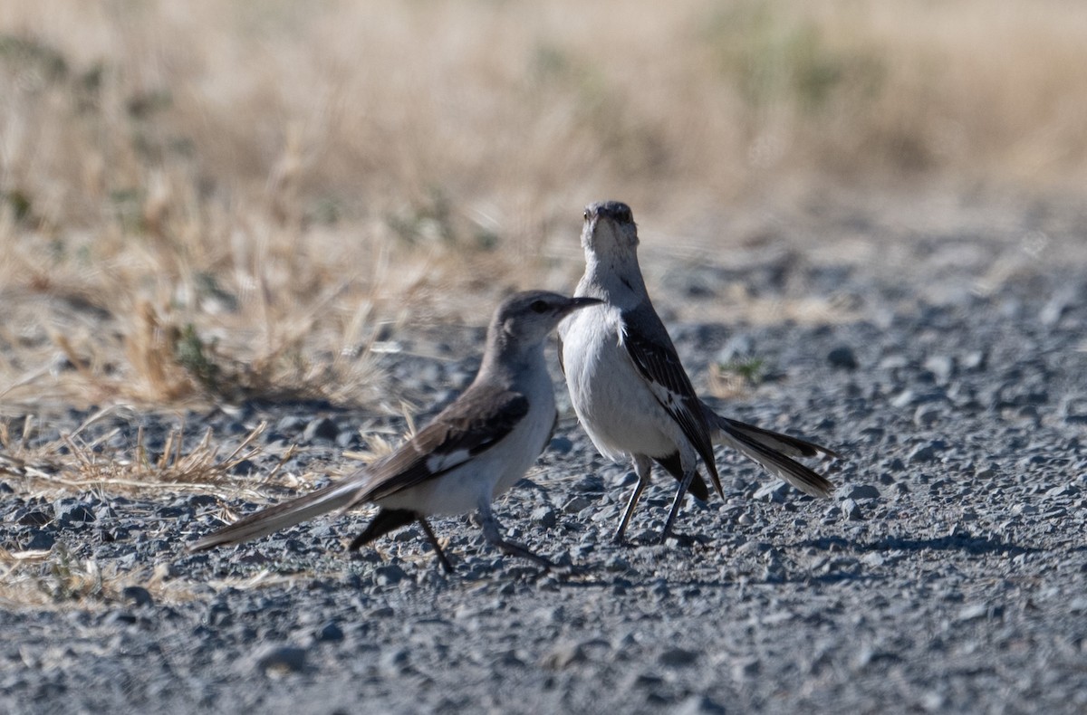 Northern Mockingbird - ML620895445