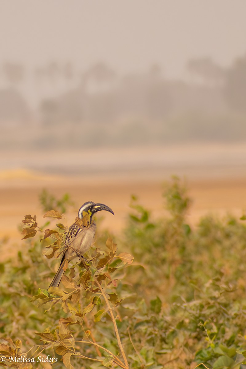 African Gray Hornbill - ML620895447