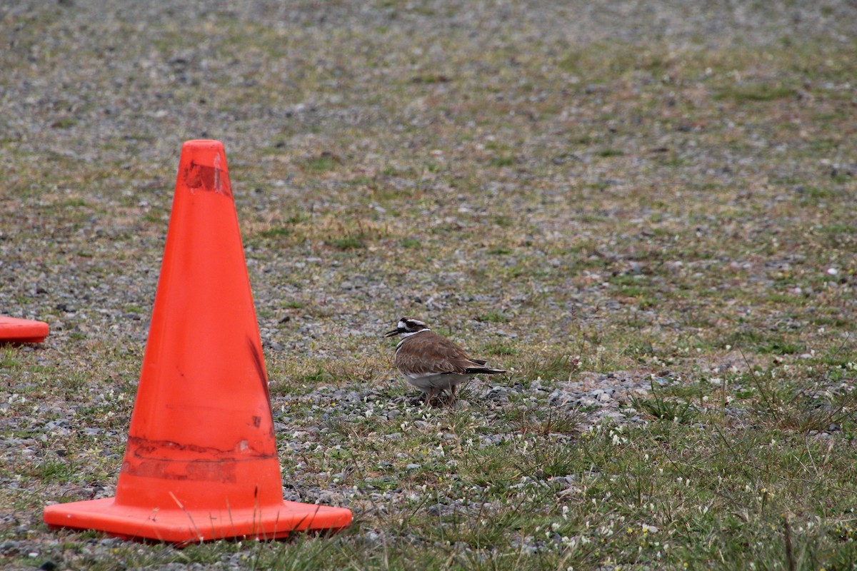 Killdeer - ML620895456