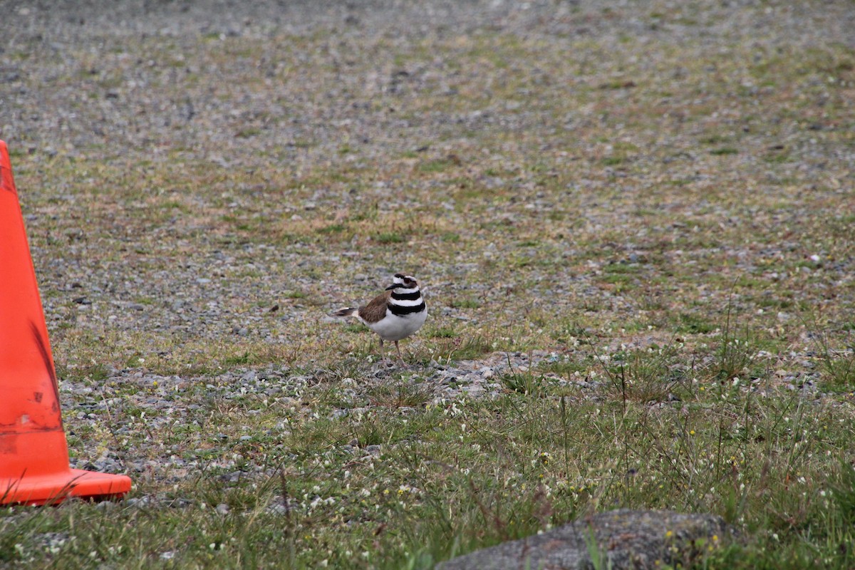 Killdeer - ML620895457