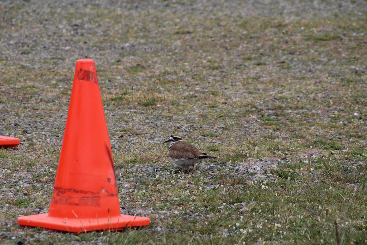 Killdeer - ML620895458