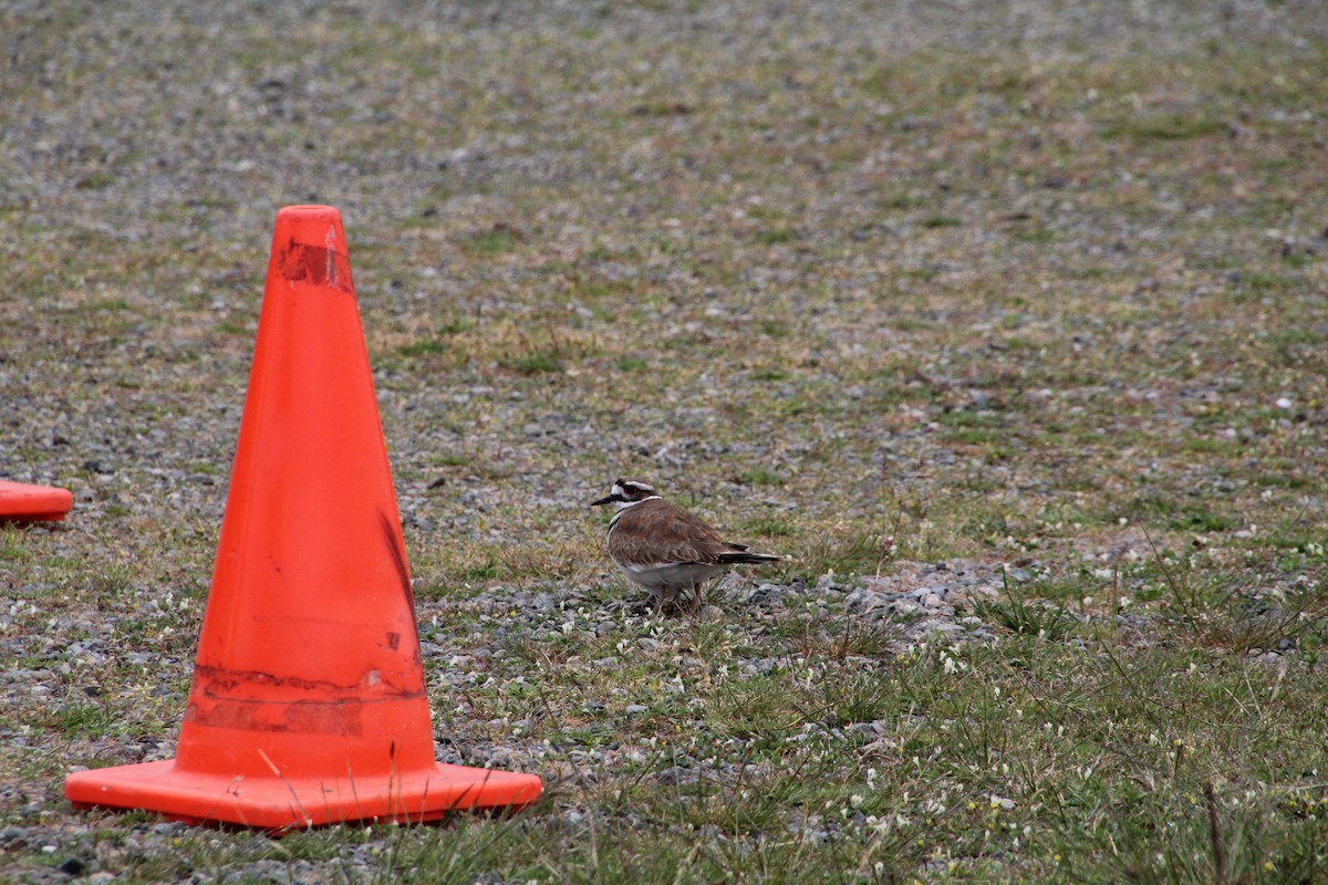 Killdeer - ML620895459