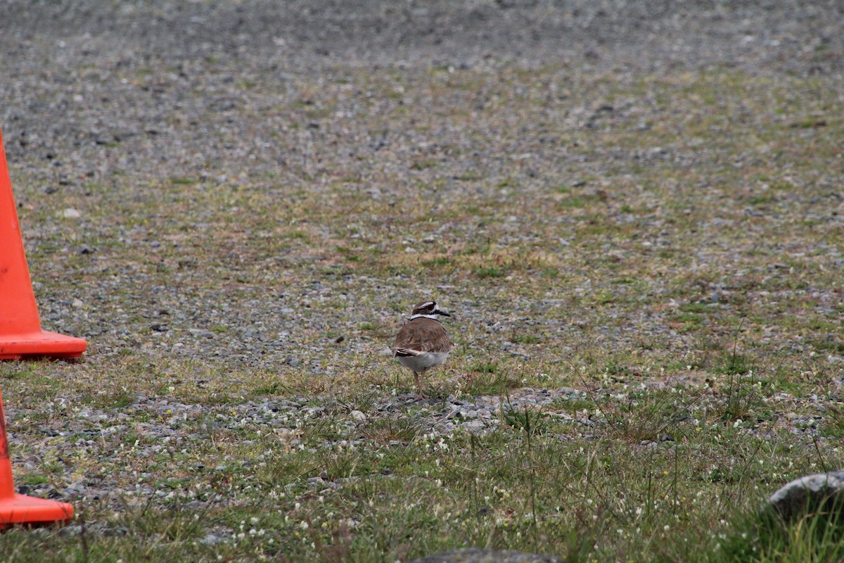 Killdeer - ML620895462