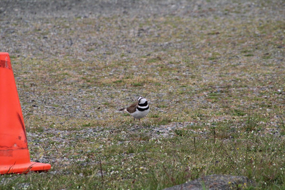 Killdeer - ML620895463