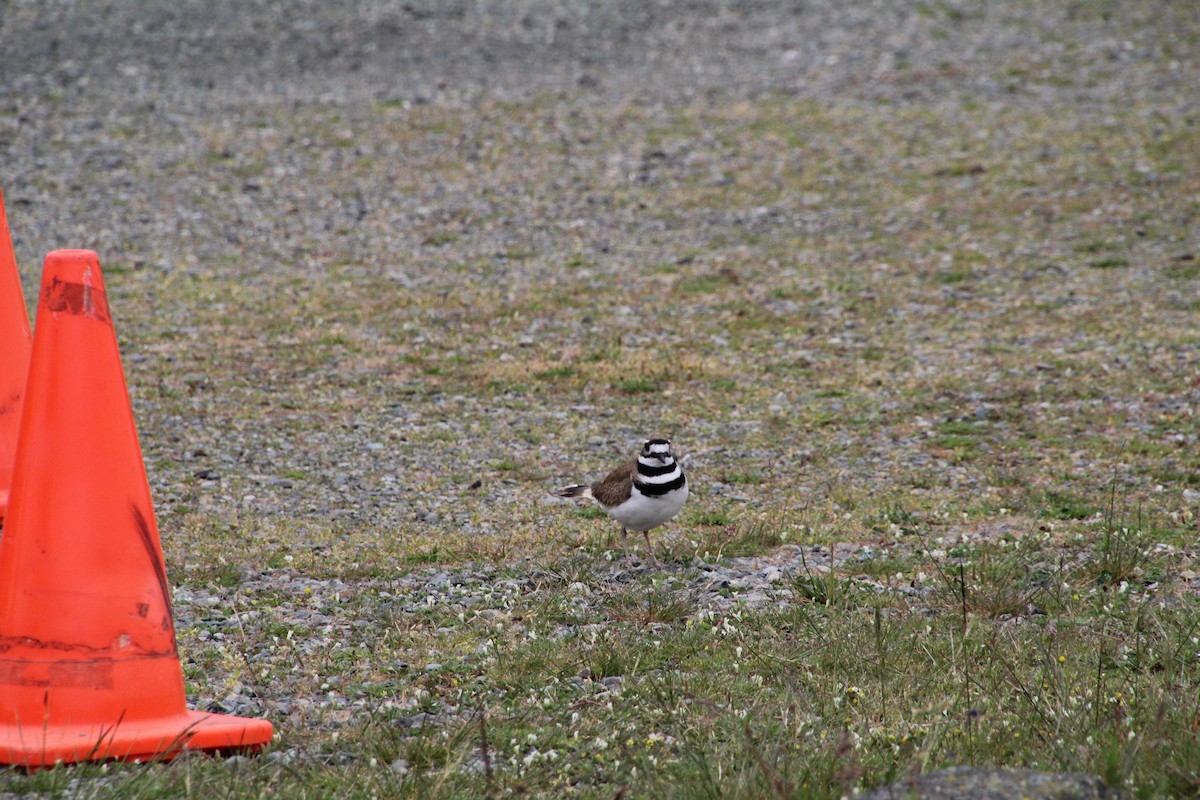 Killdeer - ML620895464