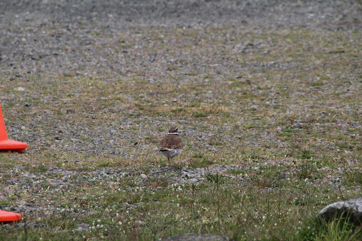 Killdeer - ML620895467