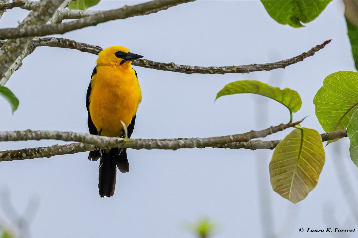 Oriole Blackbird - ML620895469