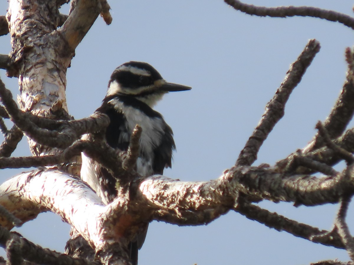 Hairy Woodpecker (Rocky Mts.) - ML620895472