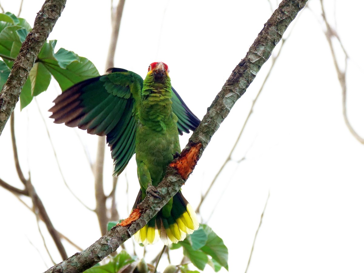 Red-lored Parrot - ML620895473