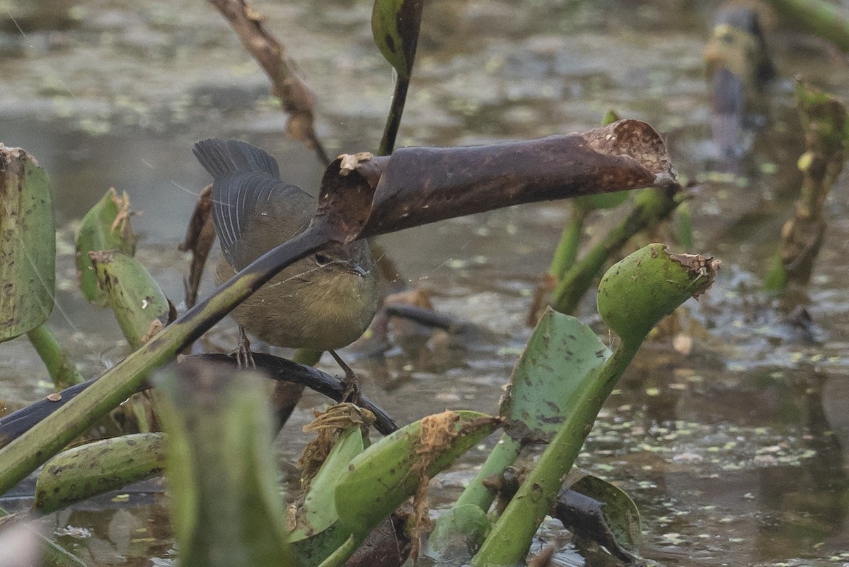 Mosquitero Ahumado - ML620895477