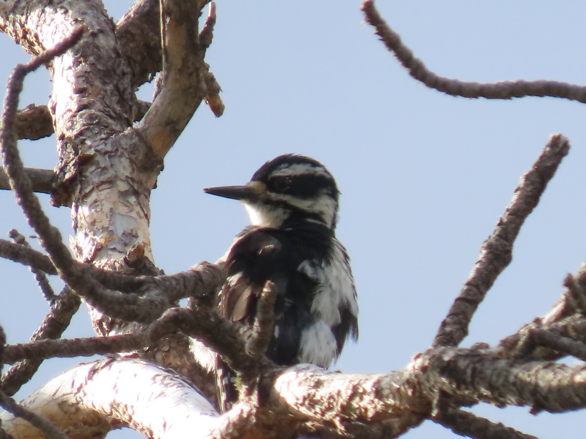 Hairy Woodpecker (Rocky Mts.) - ML620895479