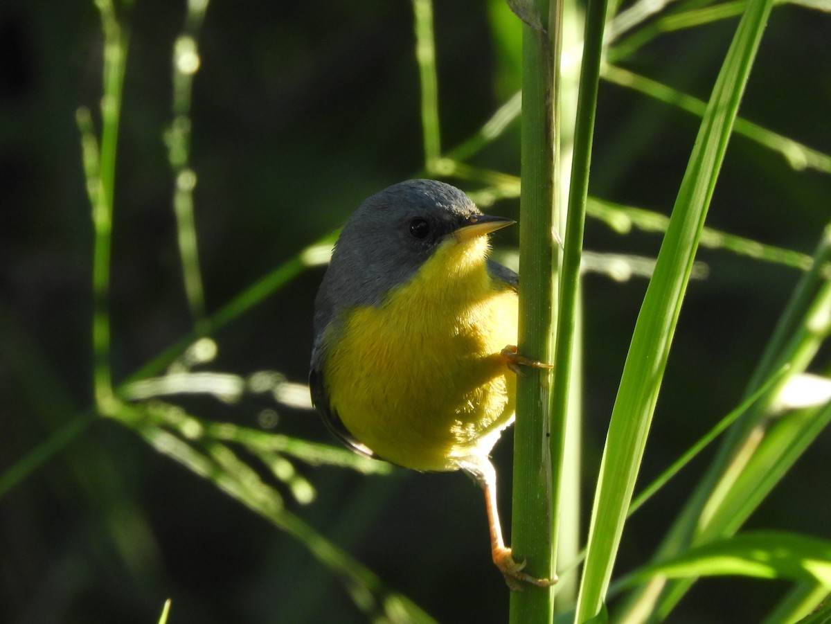 Tropical Parula - ML620895488