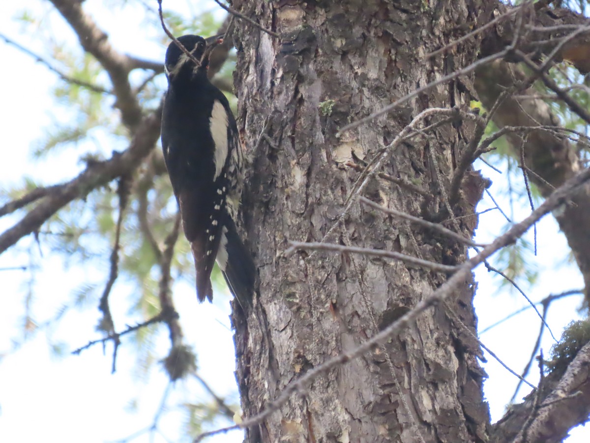 Williamson's Sapsucker - ML620895489