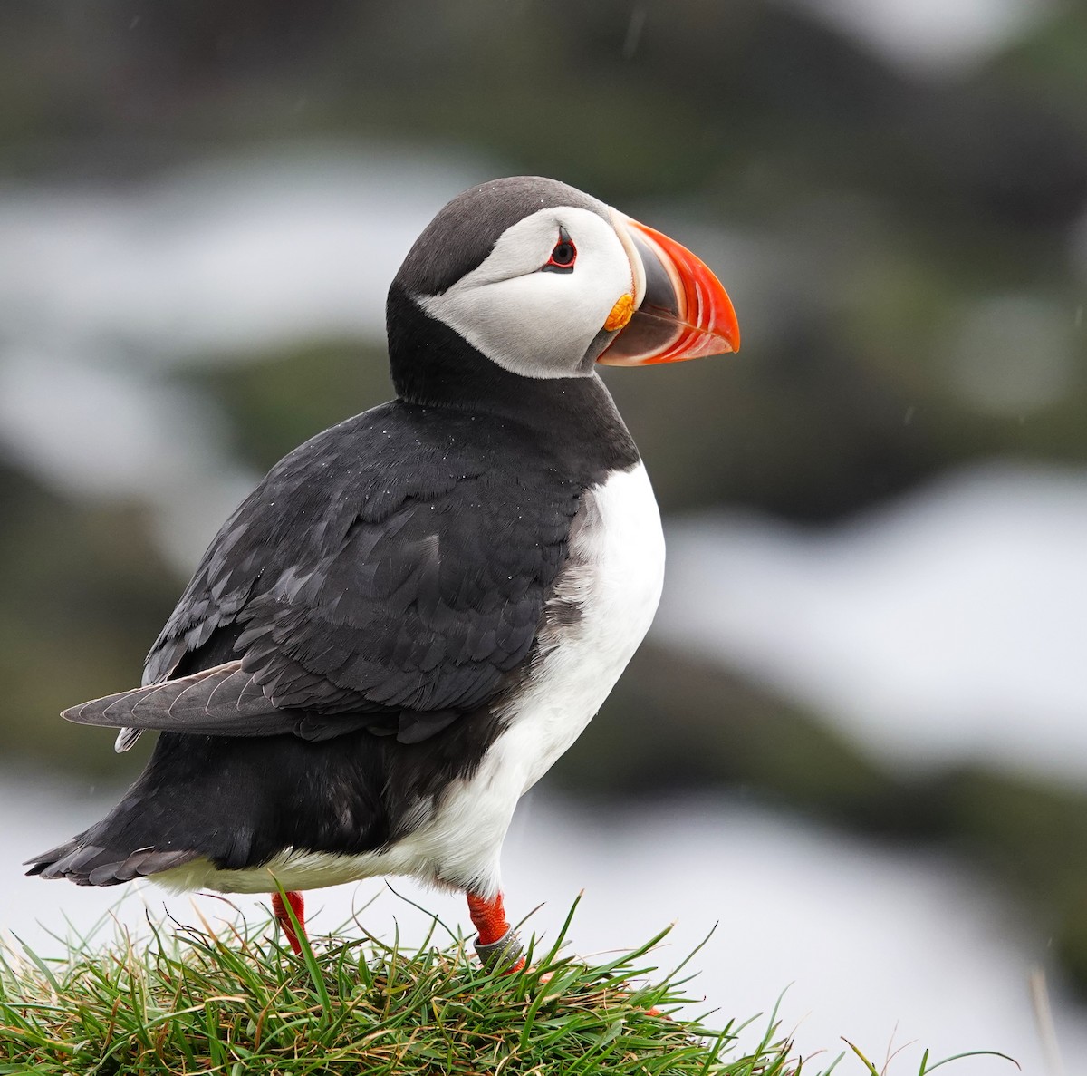 Atlantic Puffin - ML620895490