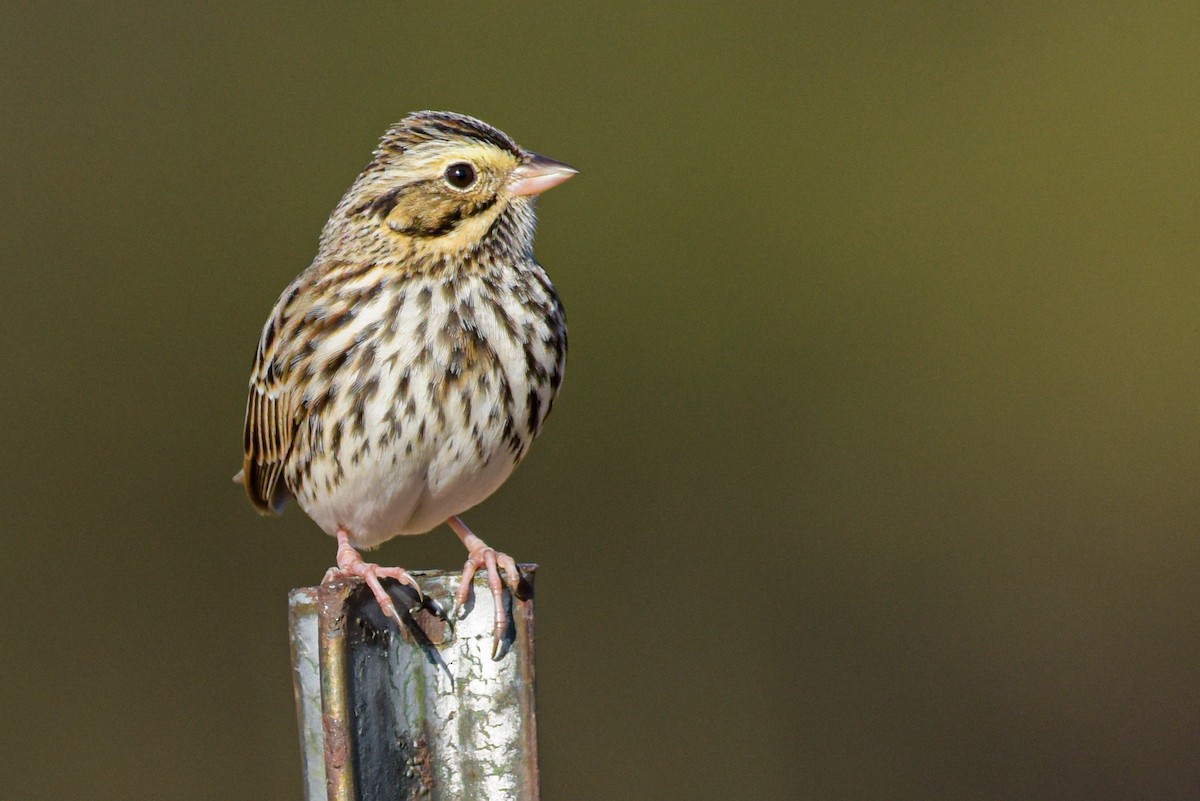 Savannah Sparrow (Savannah) - ML620895491