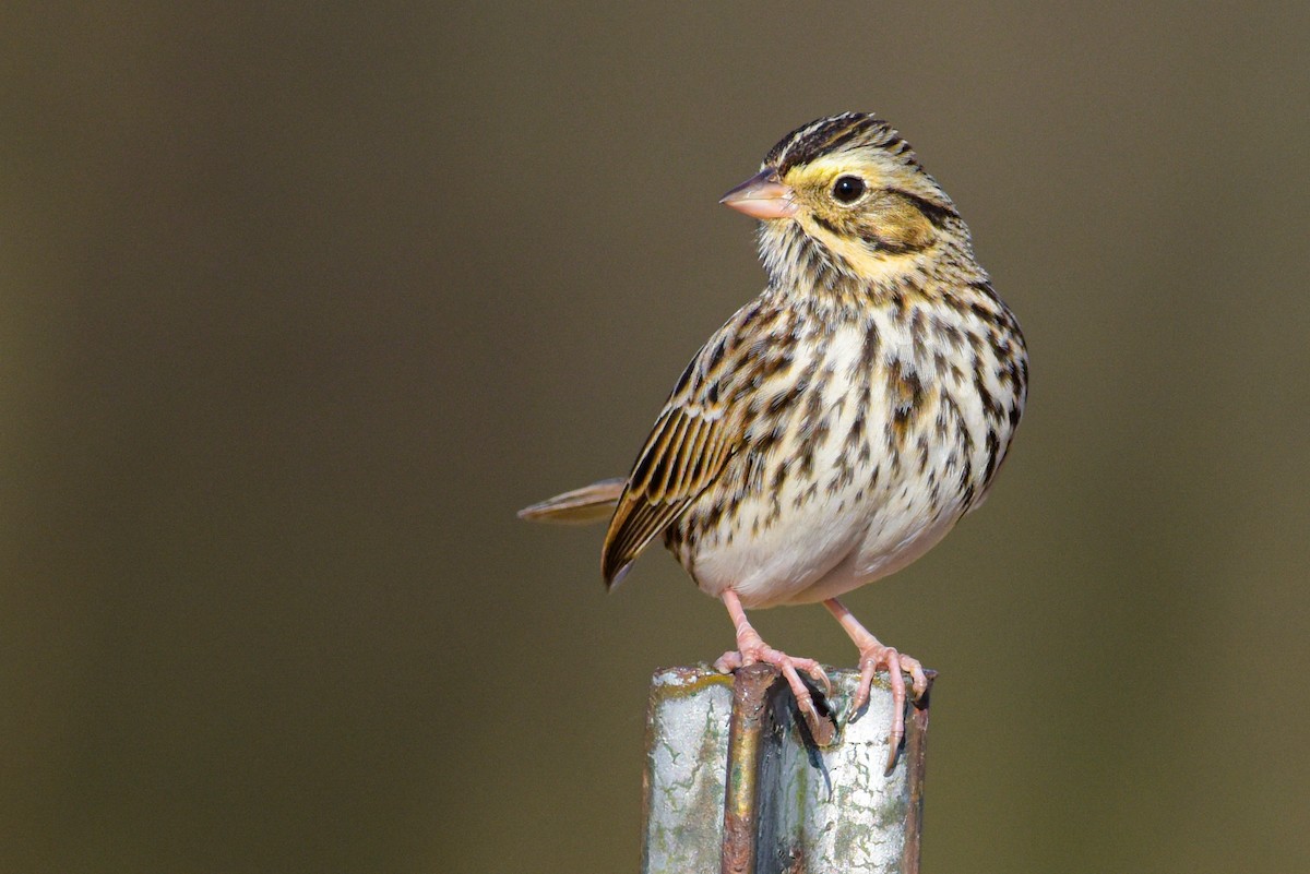 Savannah Sparrow (Savannah) - Patrick Maurice