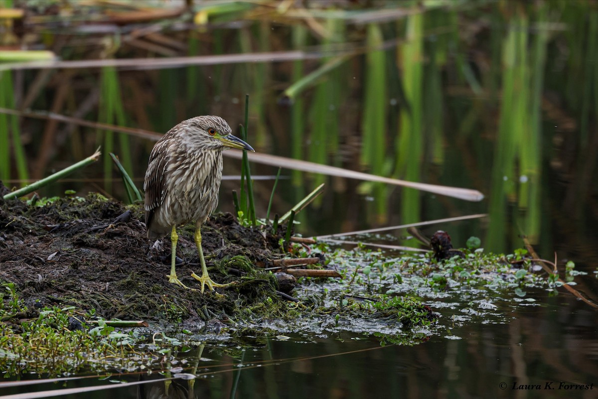 Black-crowned Night Heron - ML620895494