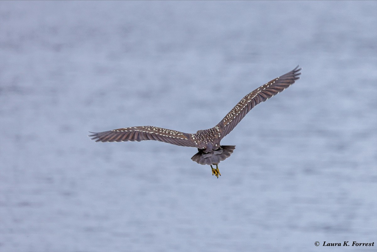 Black-crowned Night Heron - ML620895495