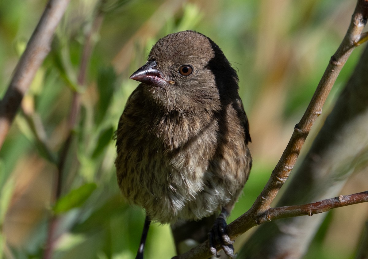 Spotted Towhee - ML620895496