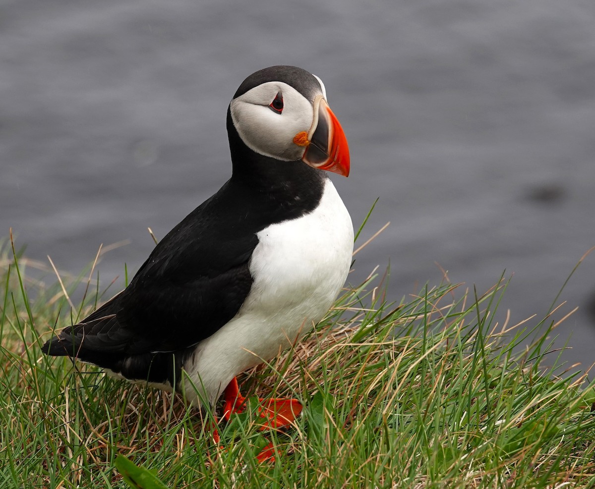 Atlantic Puffin - ML620895498