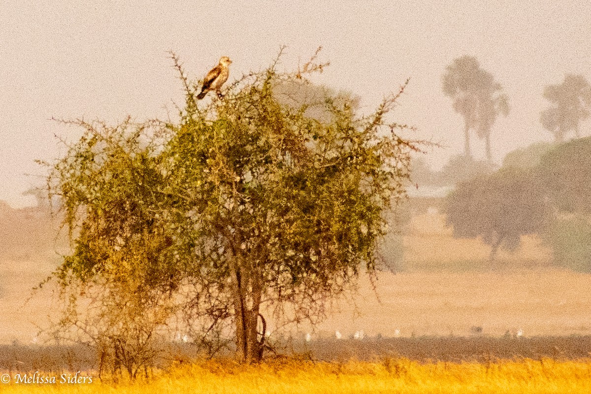 Águila Marcial - ML620895501