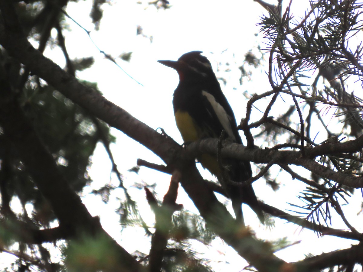 Williamson's Sapsucker - ML620895502